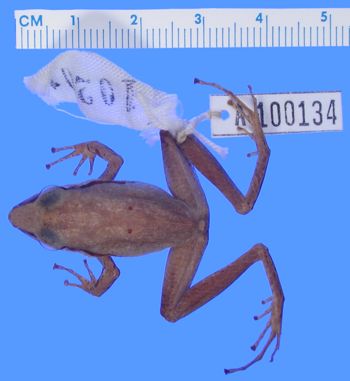 Media type: image; Herpetology A-100134